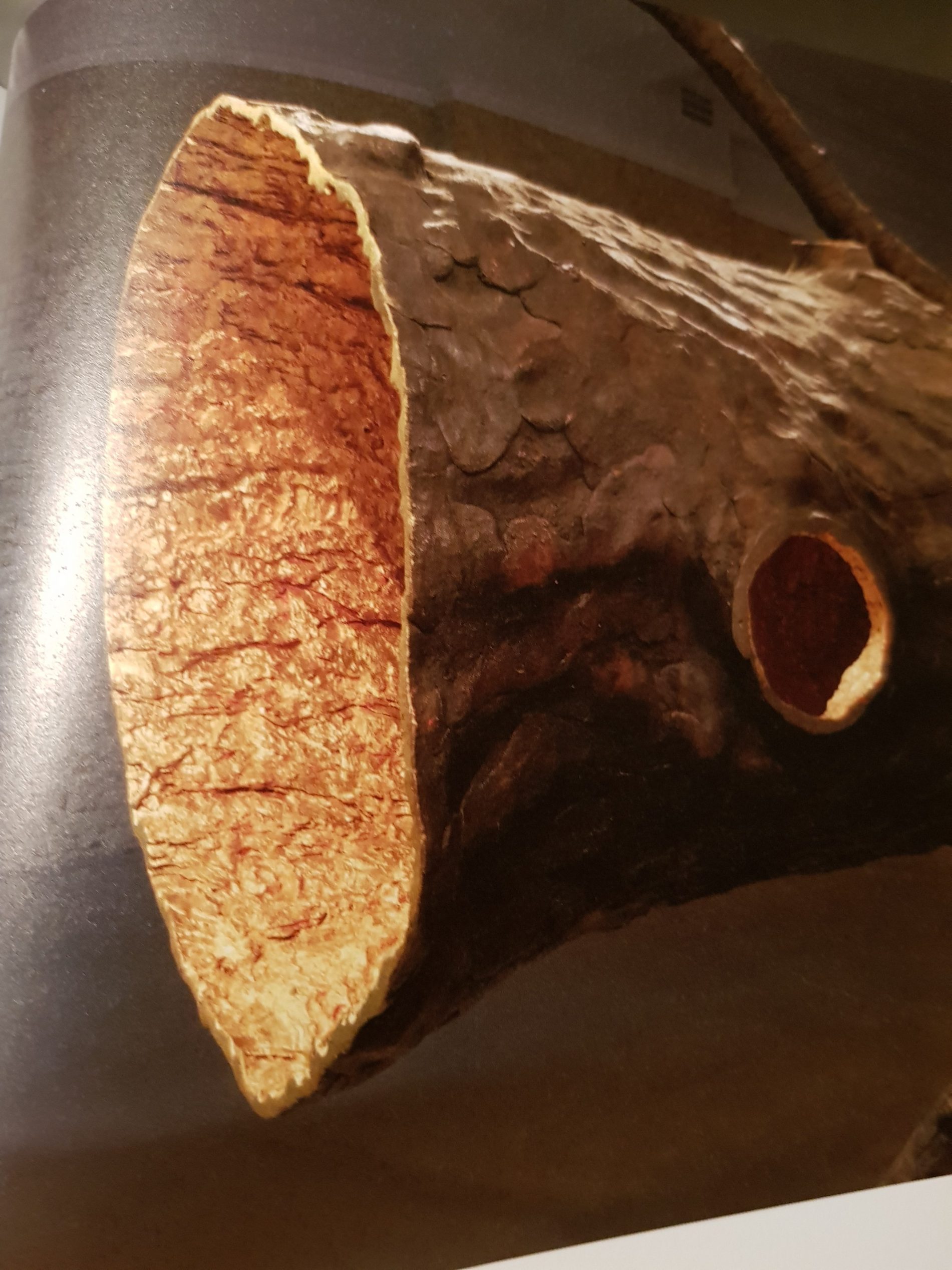 Spazio di Luce Guiseppe Penone